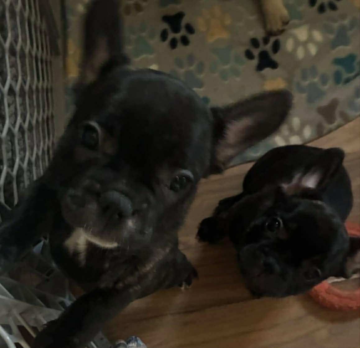 Frenchie girls looking for their home! image 1