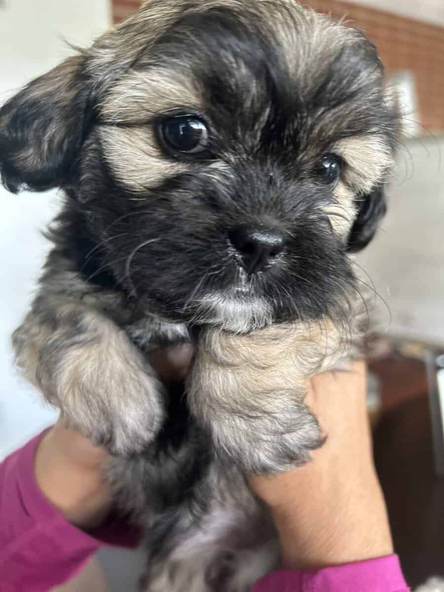 MalShi Puppies ready to go! image 5