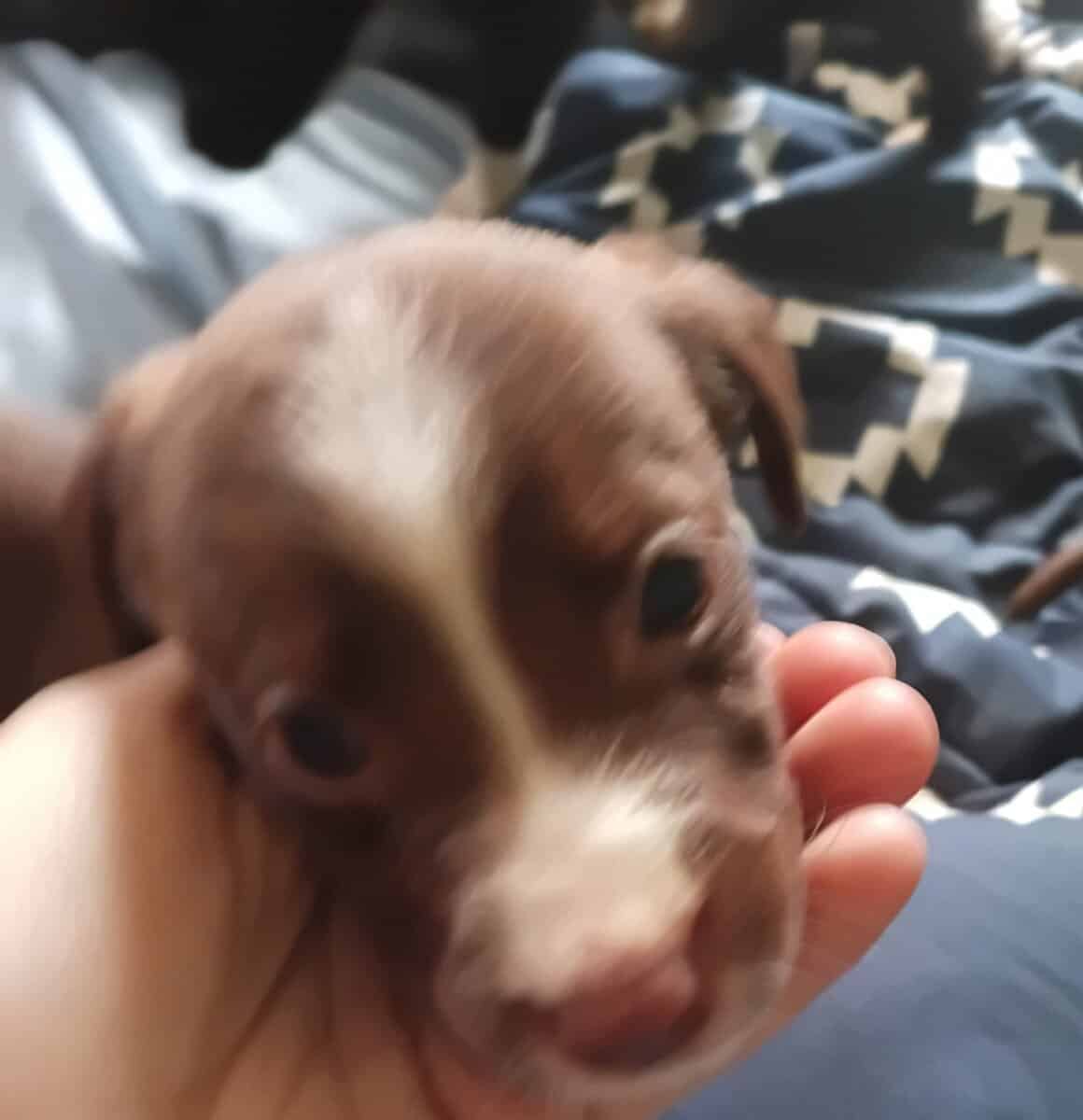 Christmas Puppies image 3