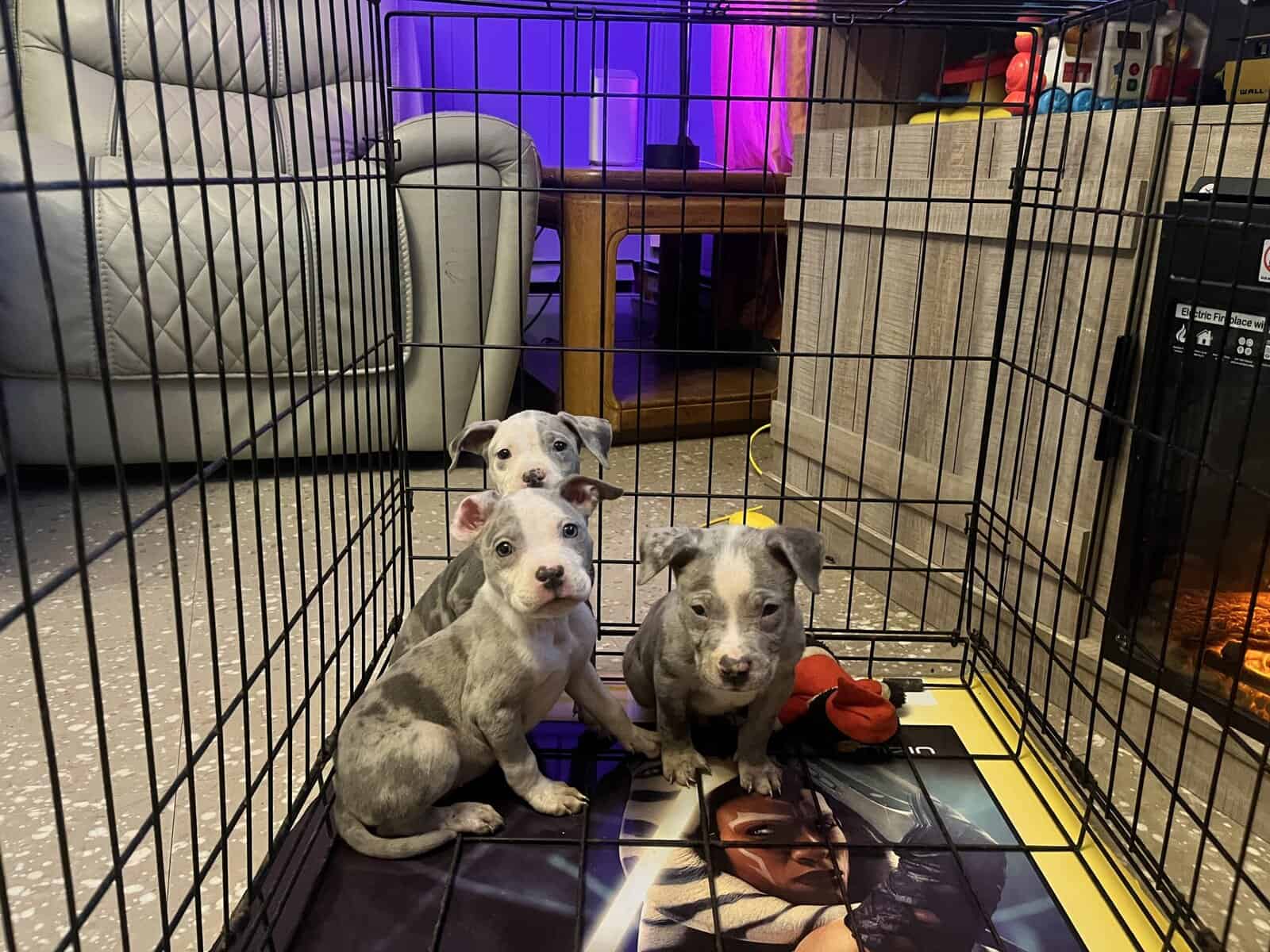 American Pitbull/bully image 1