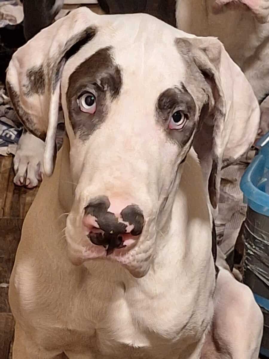 Great Dane puppies for sale image 5
