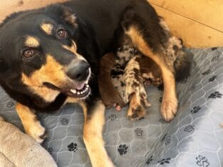 Rottweiler × German Shepherd × Australian Shepherd