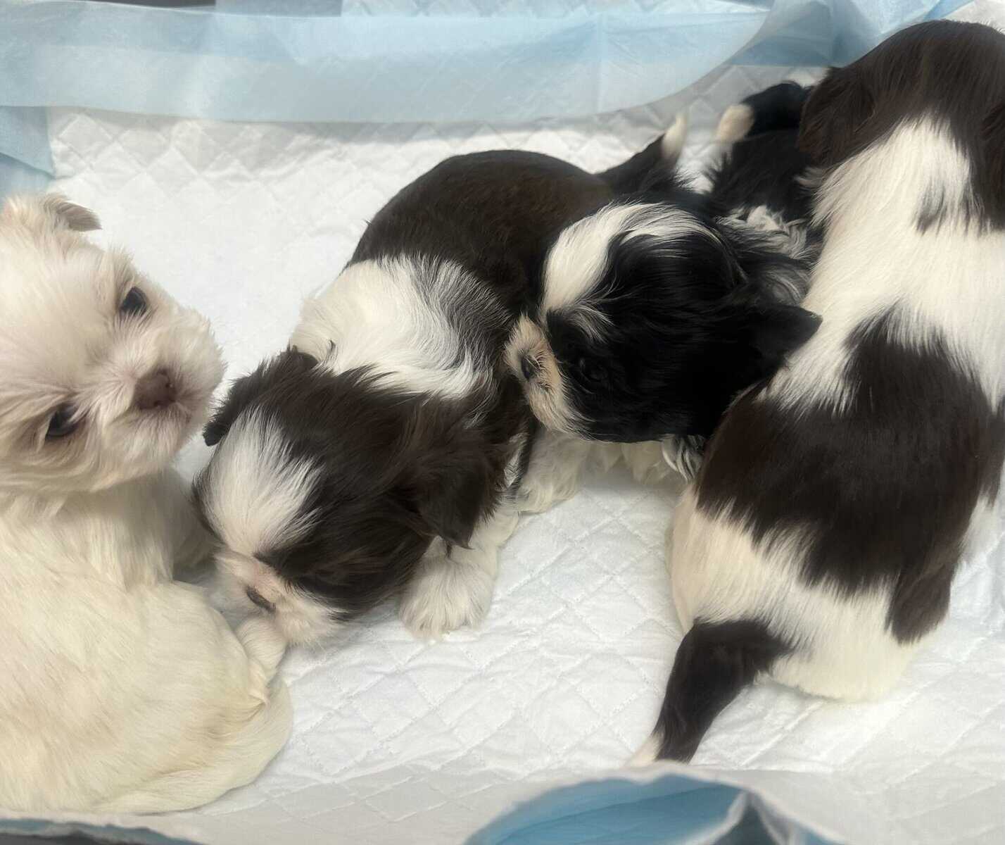 Shitzu puppies image 1