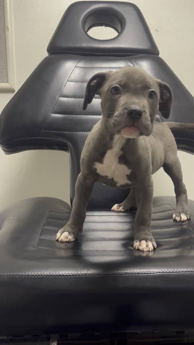 Blue Nose Pit Puppy image 4