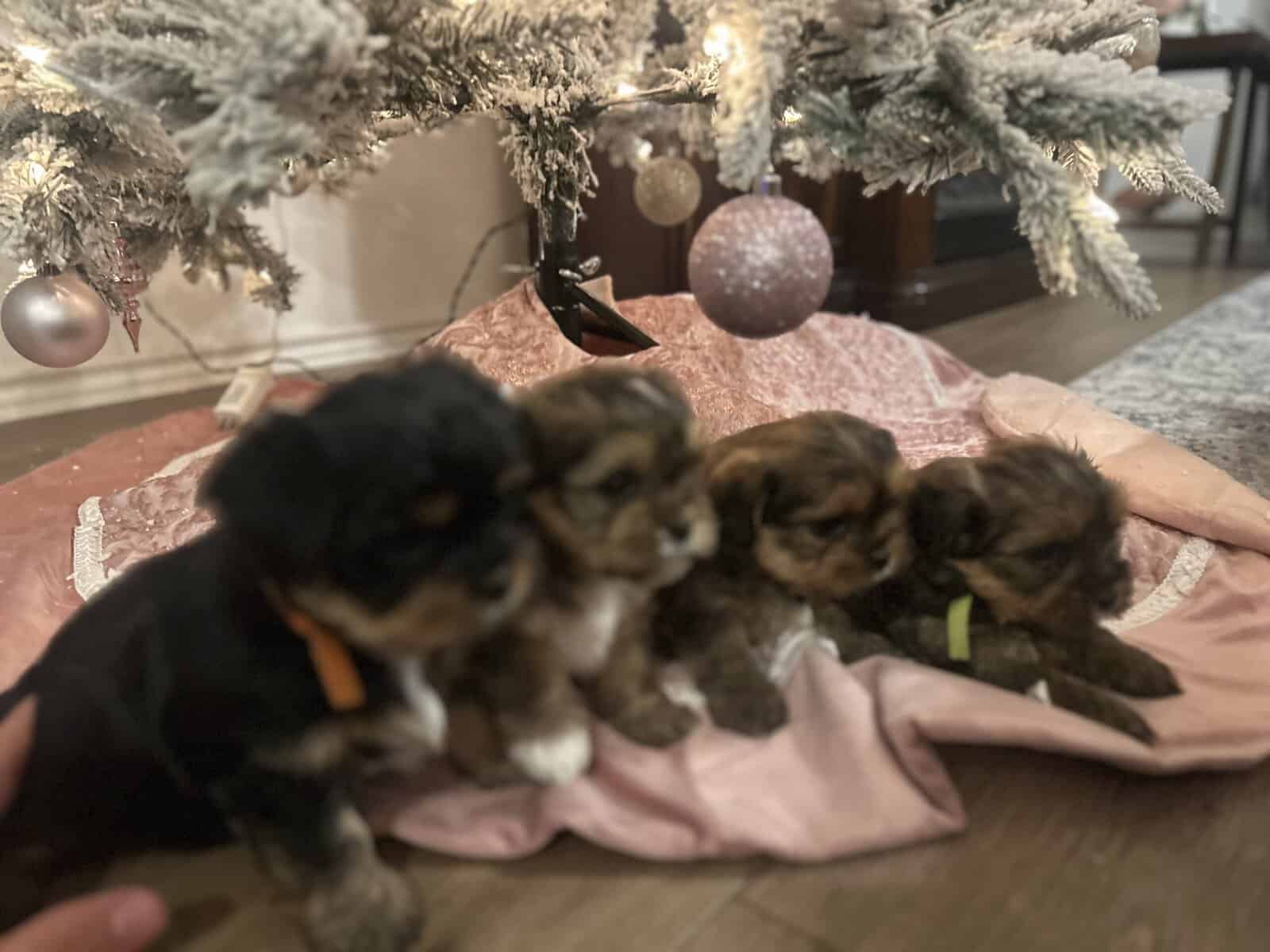 Shorkies (designer dogs) cross Shih Tzu & Yorkie image 1