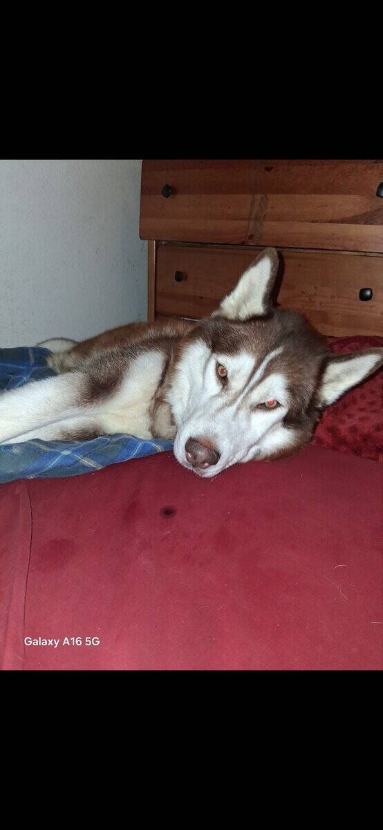 Bruno 2yr old intact Husky image 5