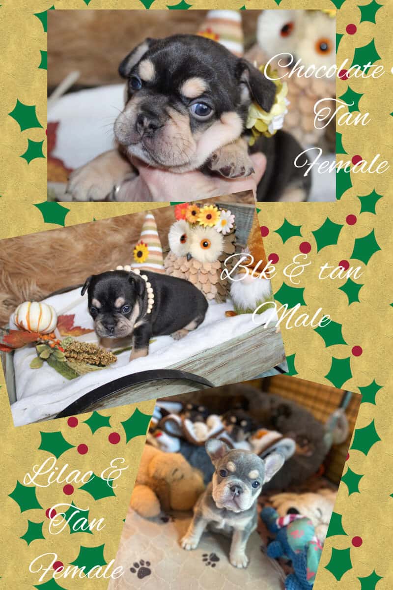 AKC frenchies image 1