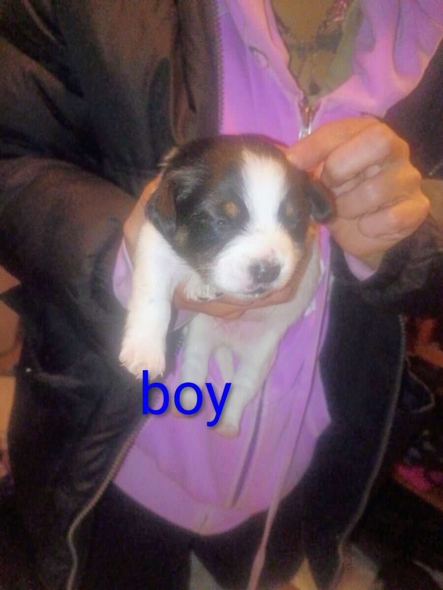 CHIWIENNIE PUPPIES READY FOR A GOOD HOME image 11