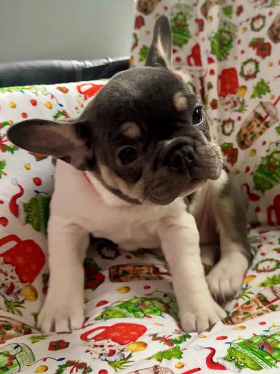 AKC Registered French Bulldog Puppy image 4