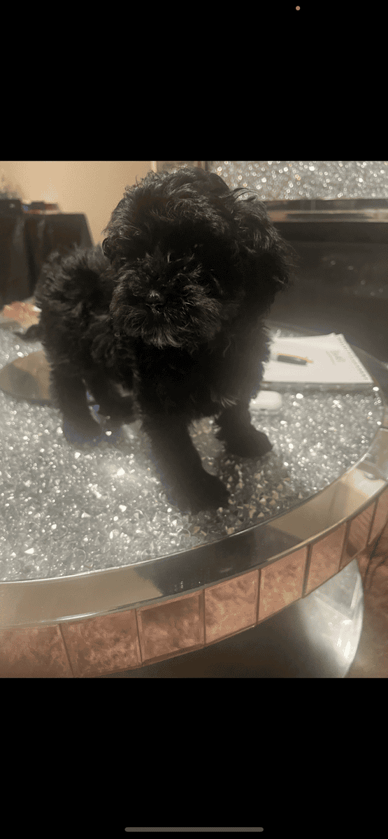 Cava poo image 1