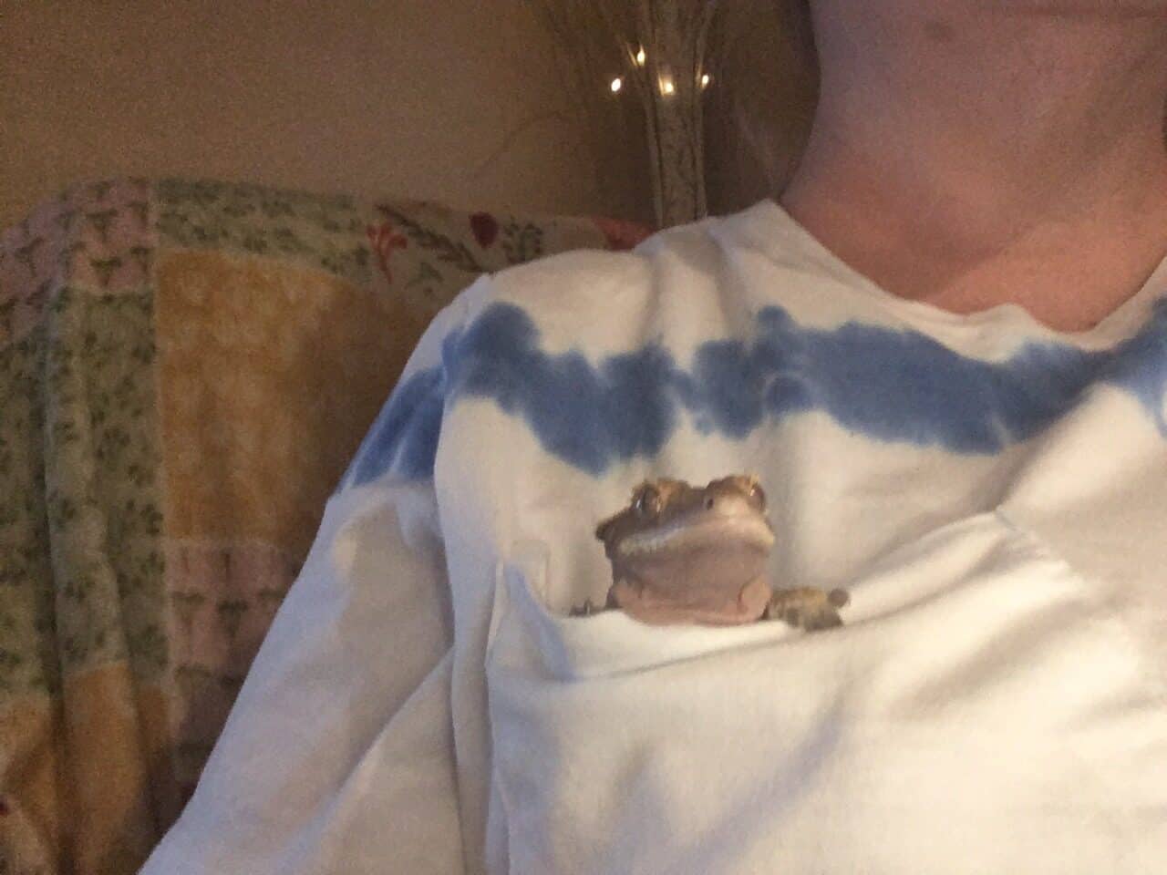 Male & female Crested Geckos with tanks & decor image 3