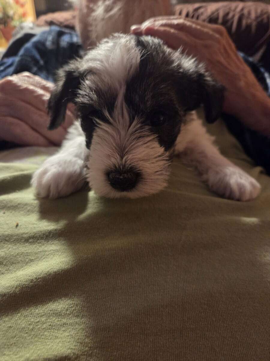 Schnauzers image 1