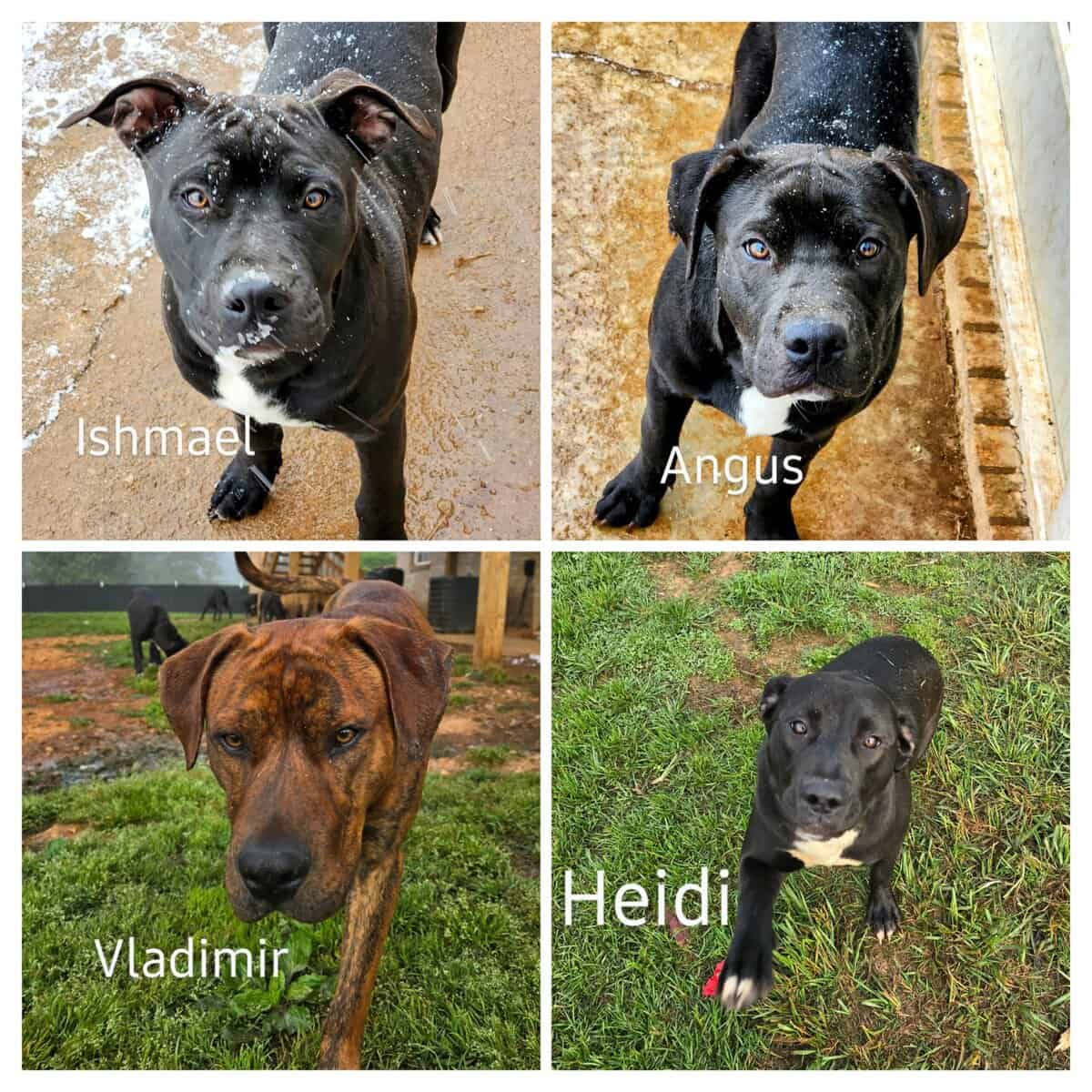 10 young mutts in search of forever homes image 1