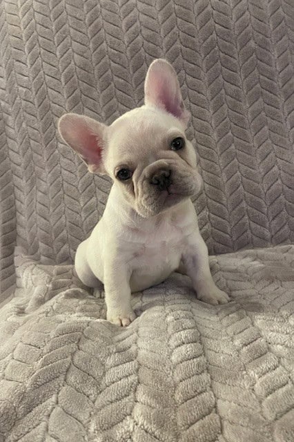 Casper,French Bulldog image 1