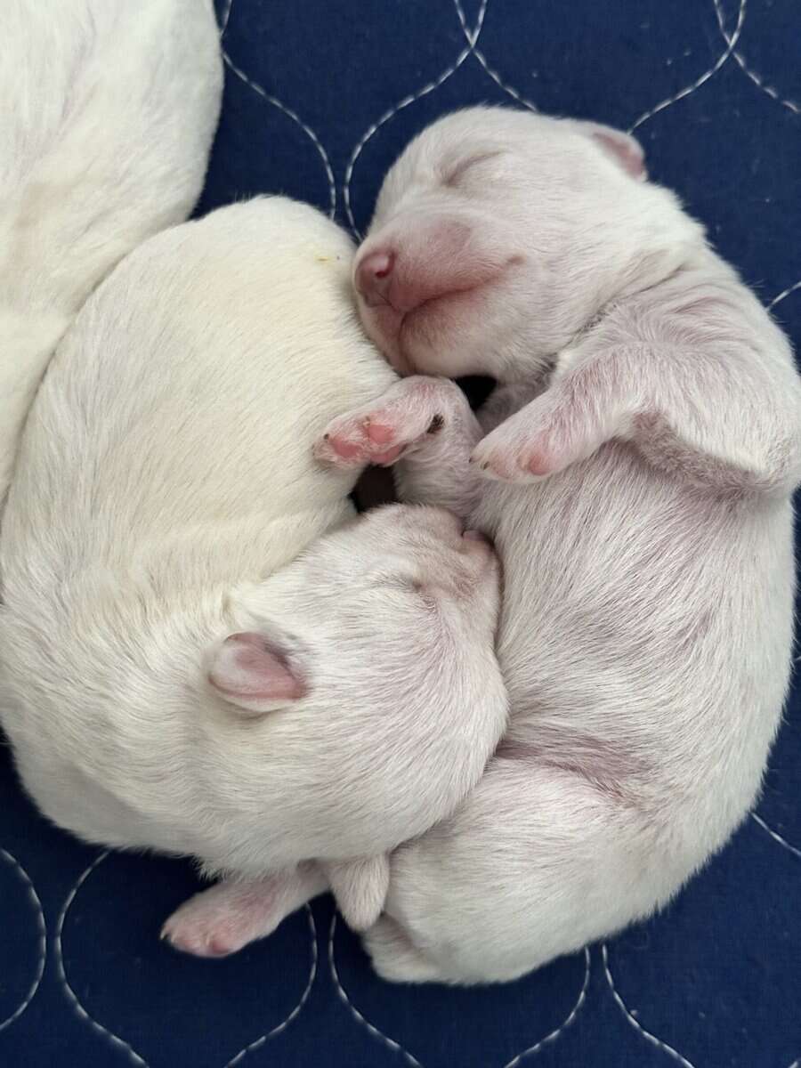 Miniature Schnauzer Puppies image 5