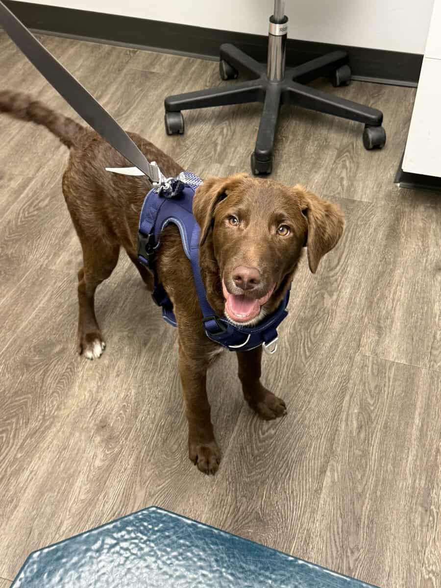 5 month old puppy image 3