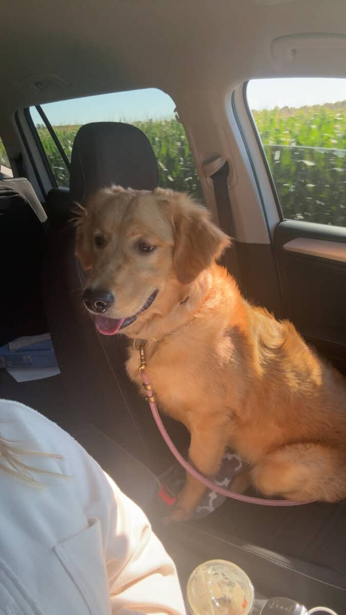 The Perfect Golden Retriever image 1