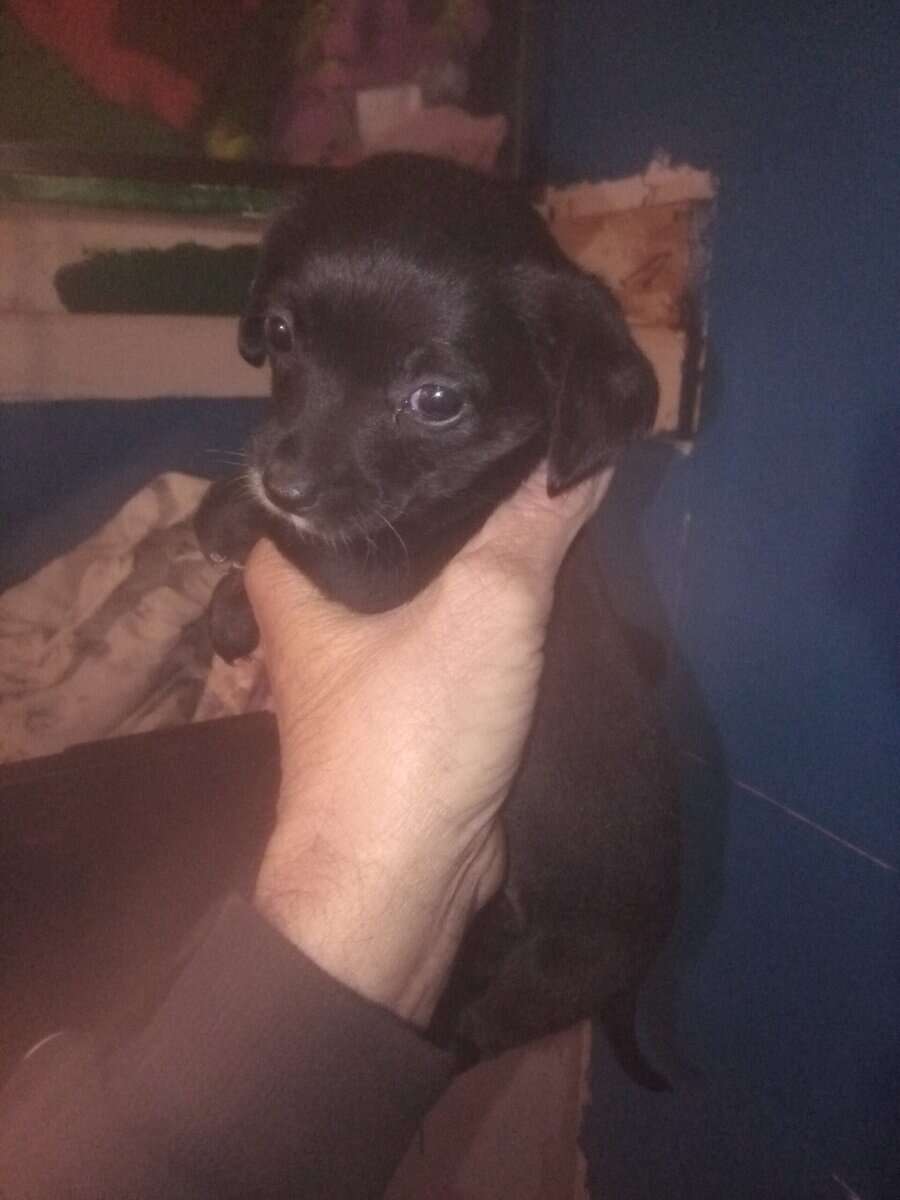 Chihuahua and Dachshund mix image 3