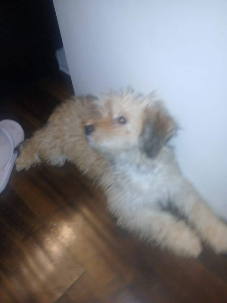 Meatball -MaltipooTerrier image 5