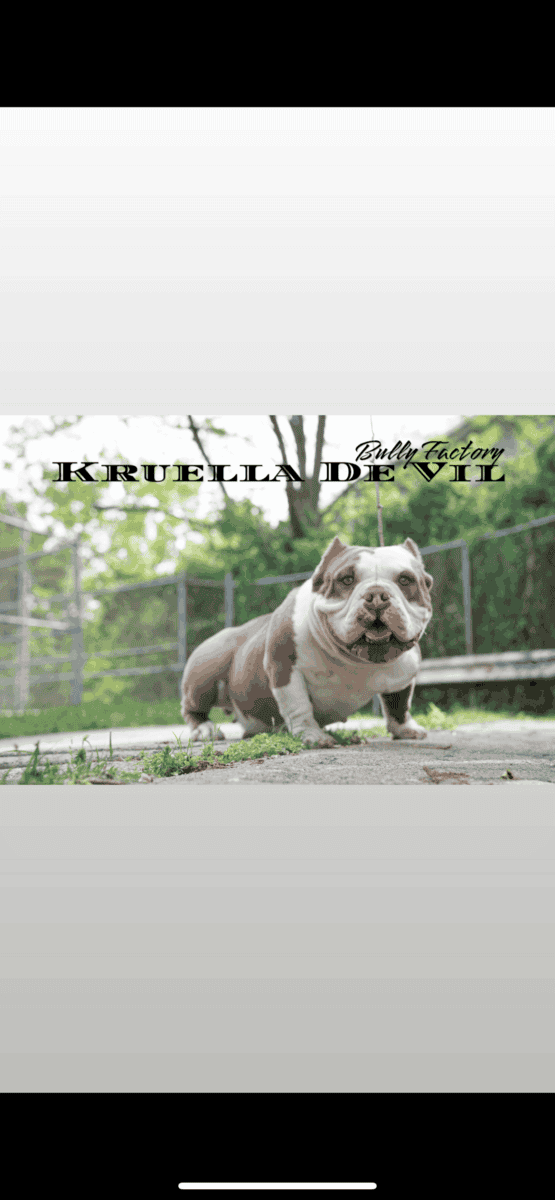 American Bully image 1