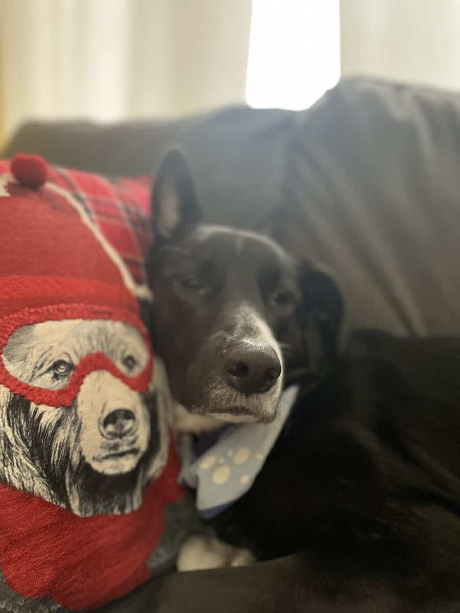 Kobe needs a home! image 5