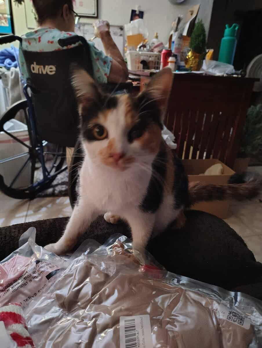 Beautiful Calico Female 6 to 8 months old. image 5