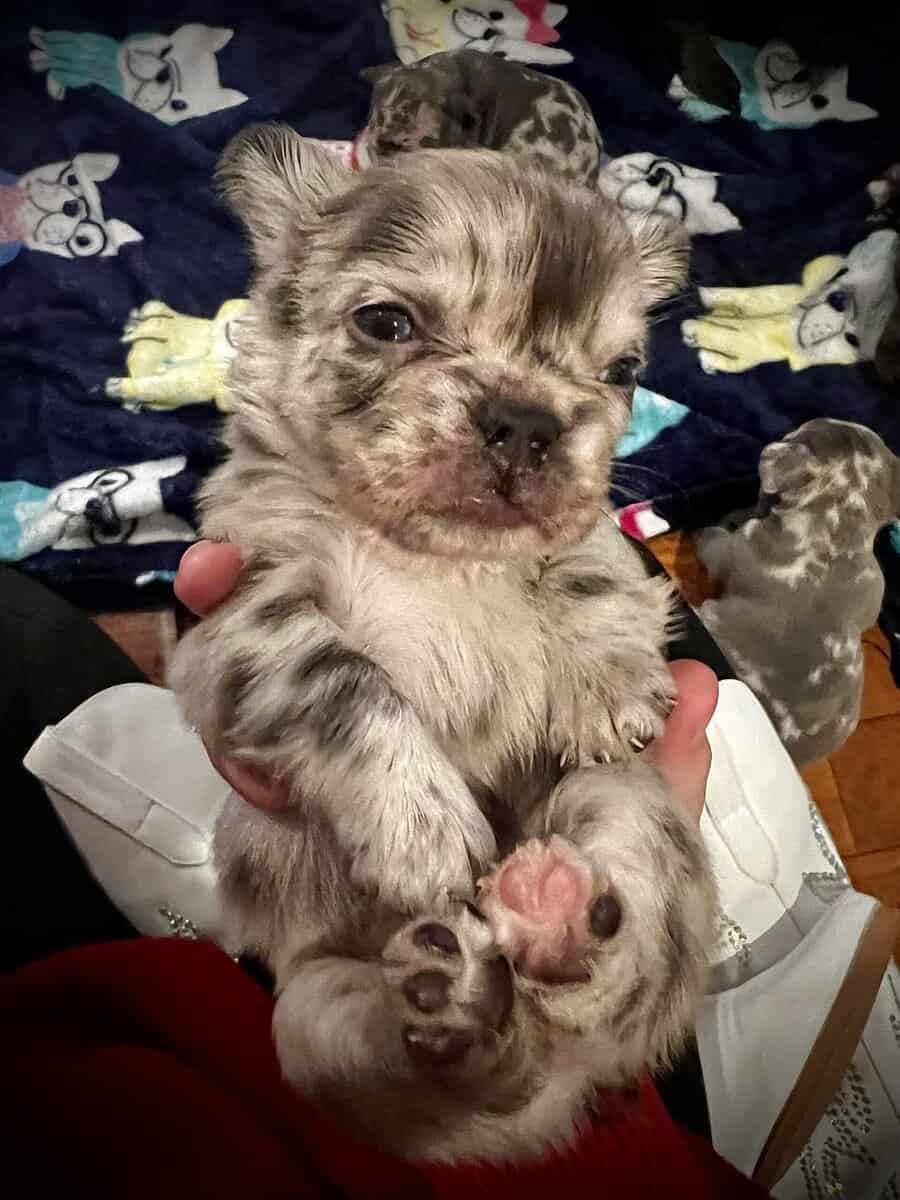 French Bulldog Puppies image 5