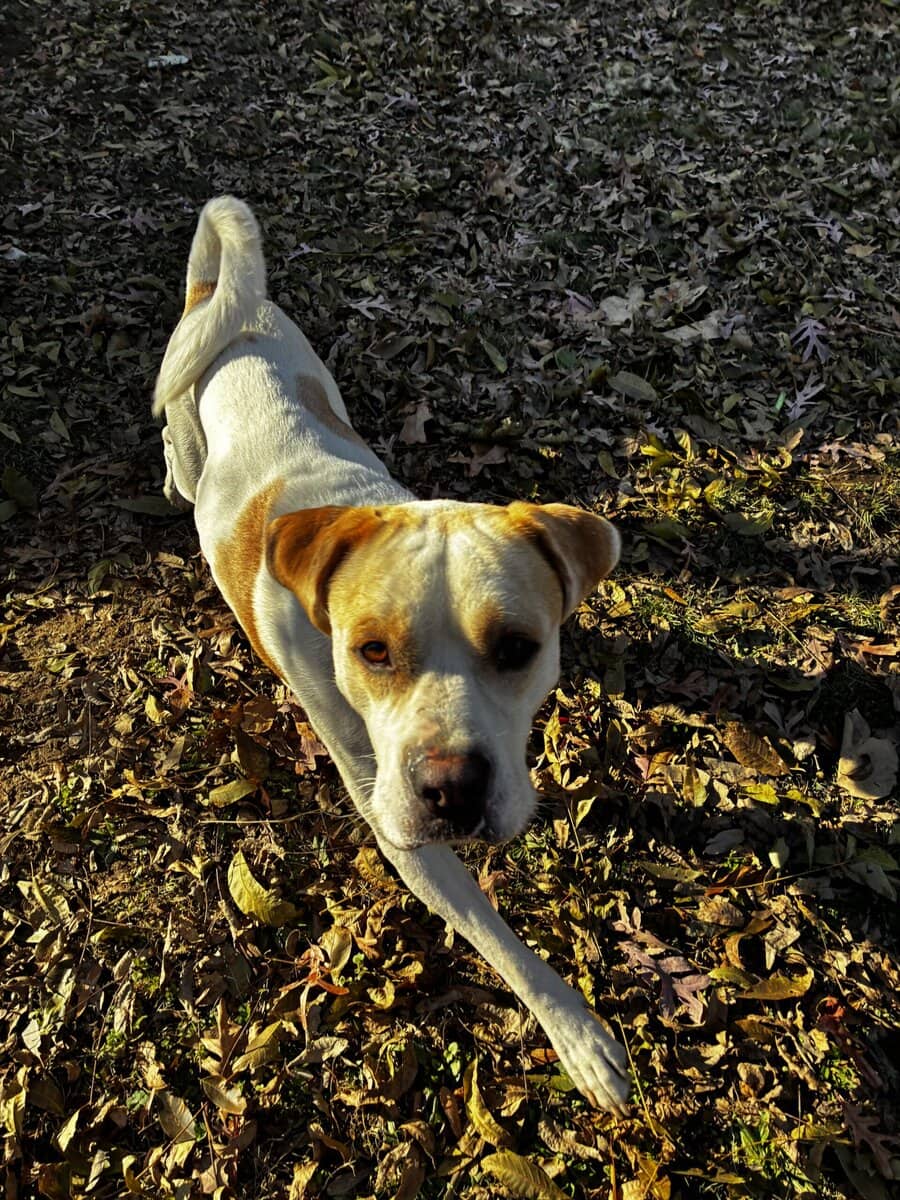 For rehome or foster image 1