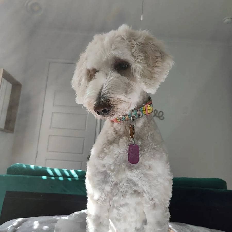 Goldendoodle (Female) image 1