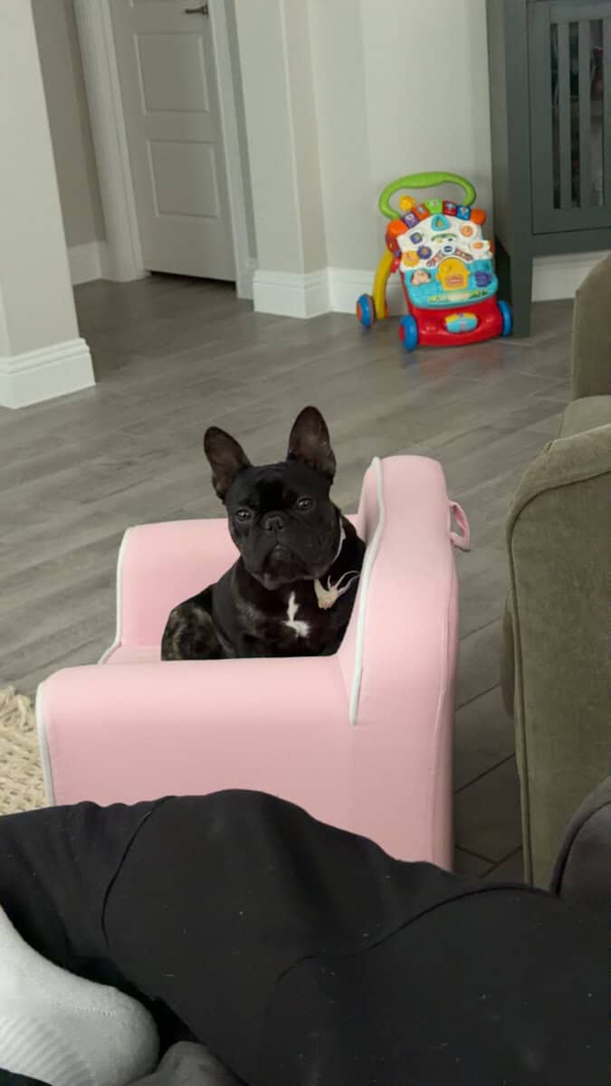 French Bulldog image 4
