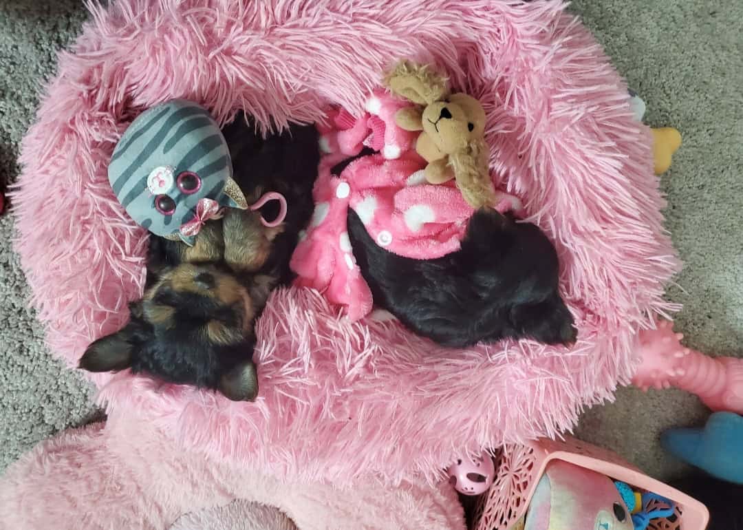 Teacup Yorkie Babygirl image 5