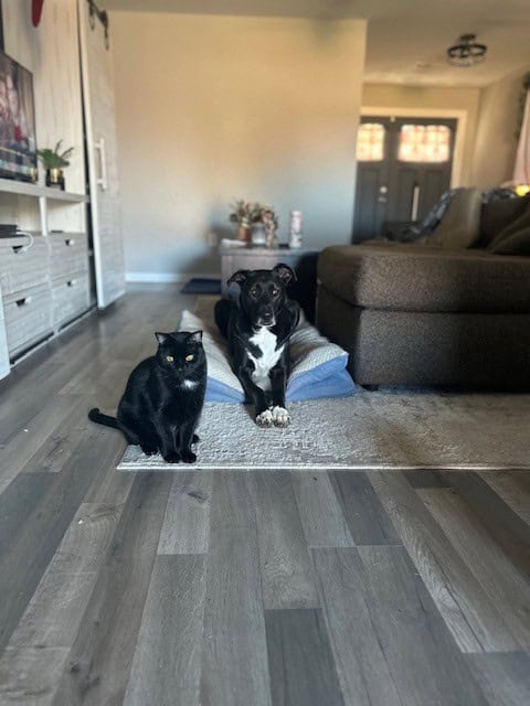 Gentle House Panther Needs His Forever Family image 6
