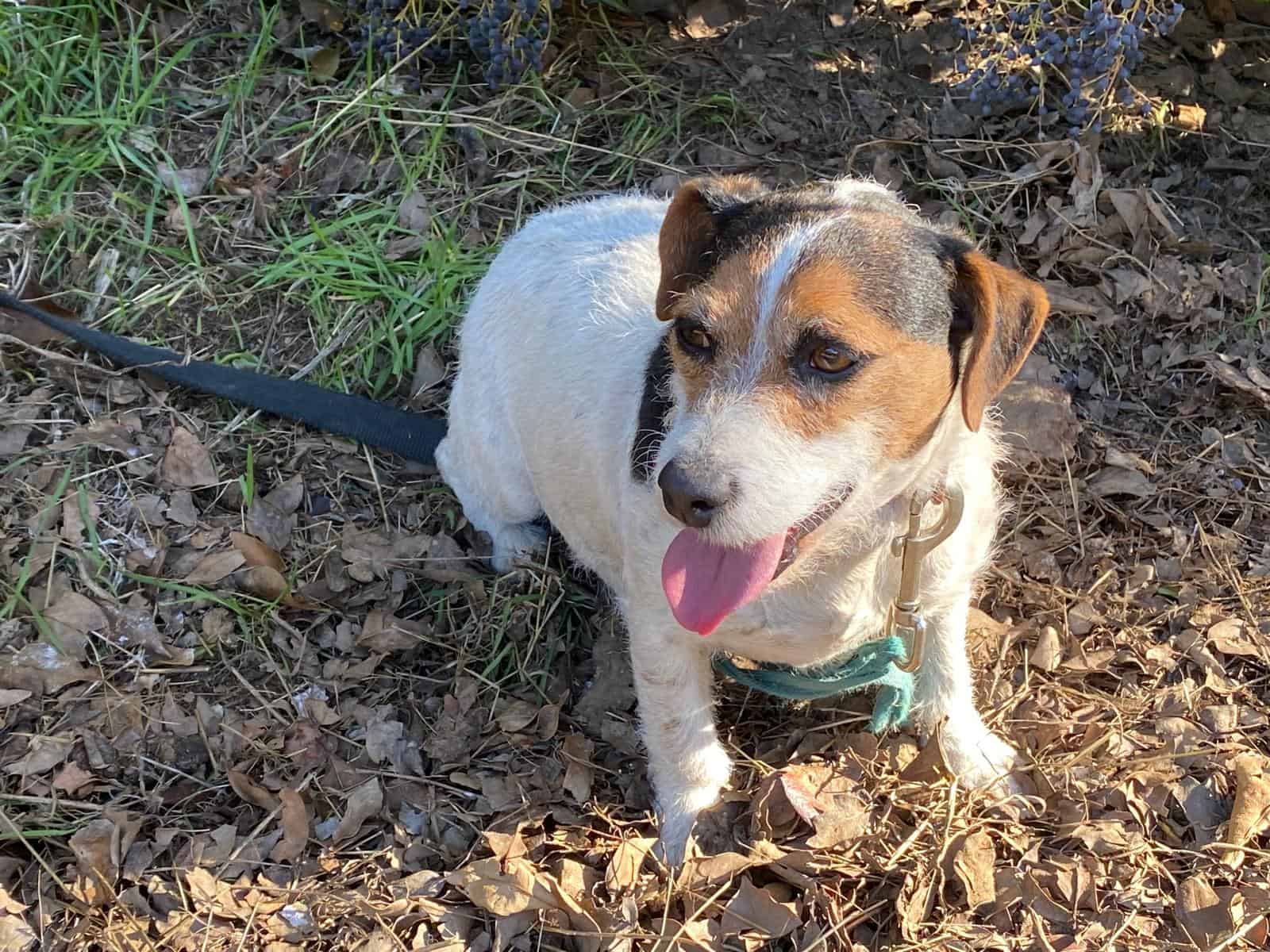 Truffles - Jack Russel Terrier image 1