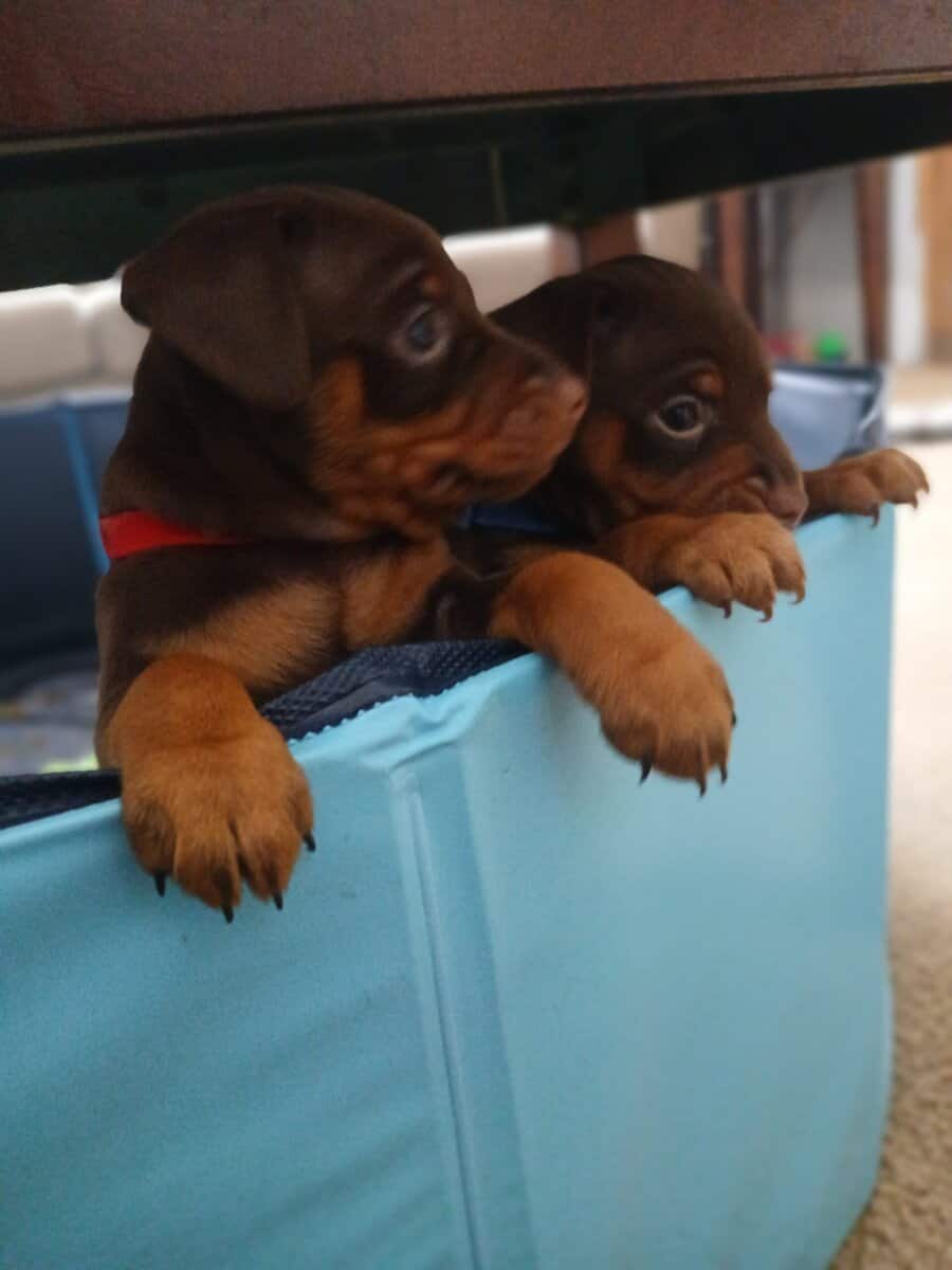 Min Pin Puppies image 2