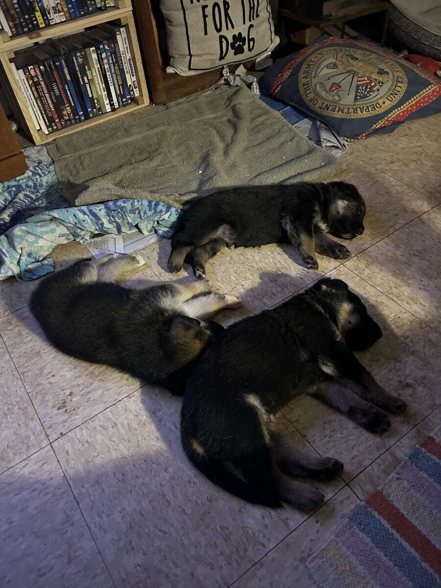 German Shepherd Christmas Puppies image 4