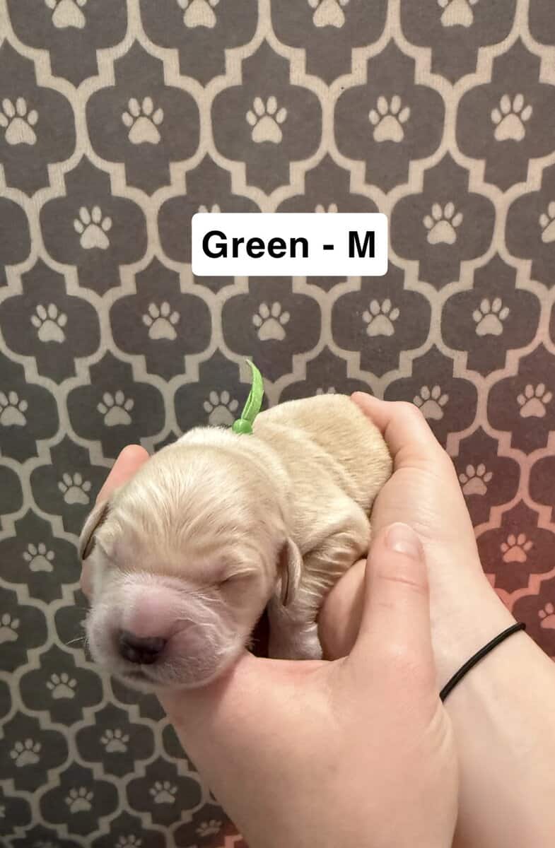 Golden Retriever Puppies image 2