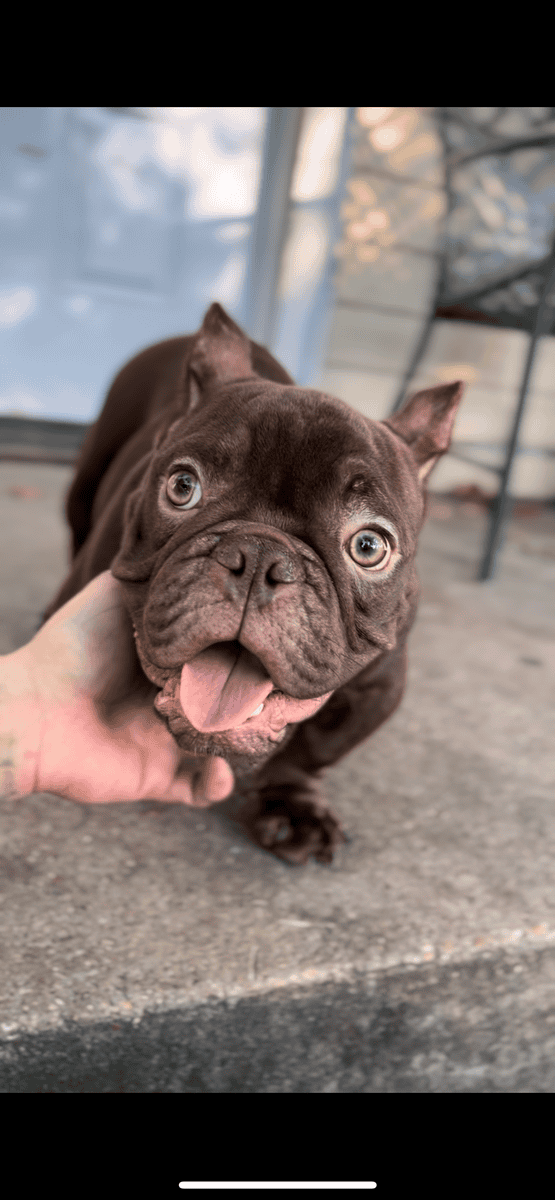 Abr registered micro bullies pups image 1