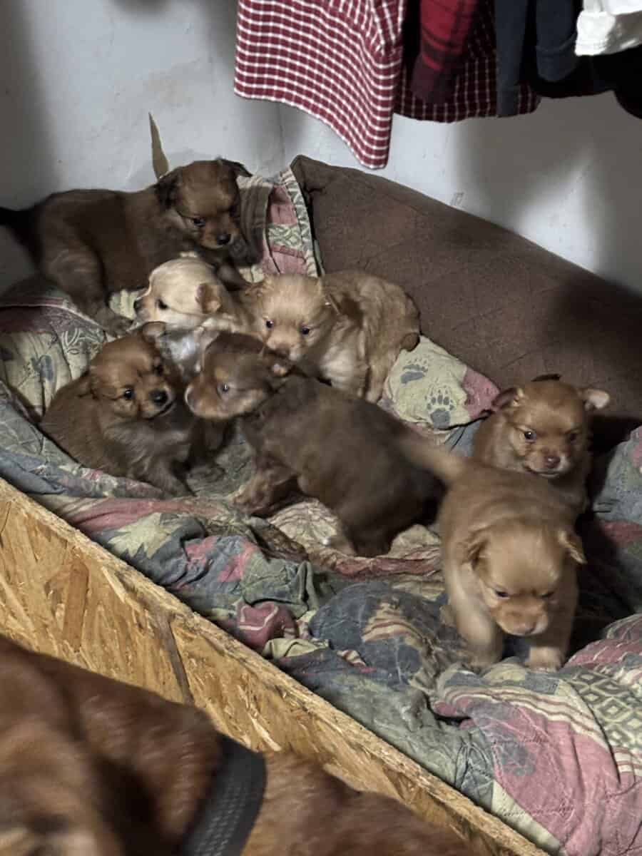 Pom/Chi puppies image 7