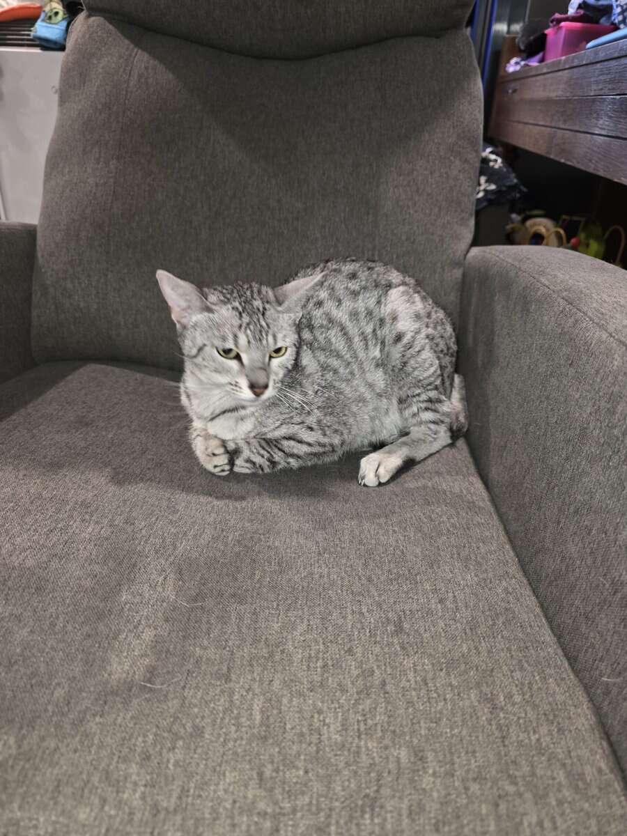 Unaltered Female Egyptian Mau Cat 3 Yrs old image 2