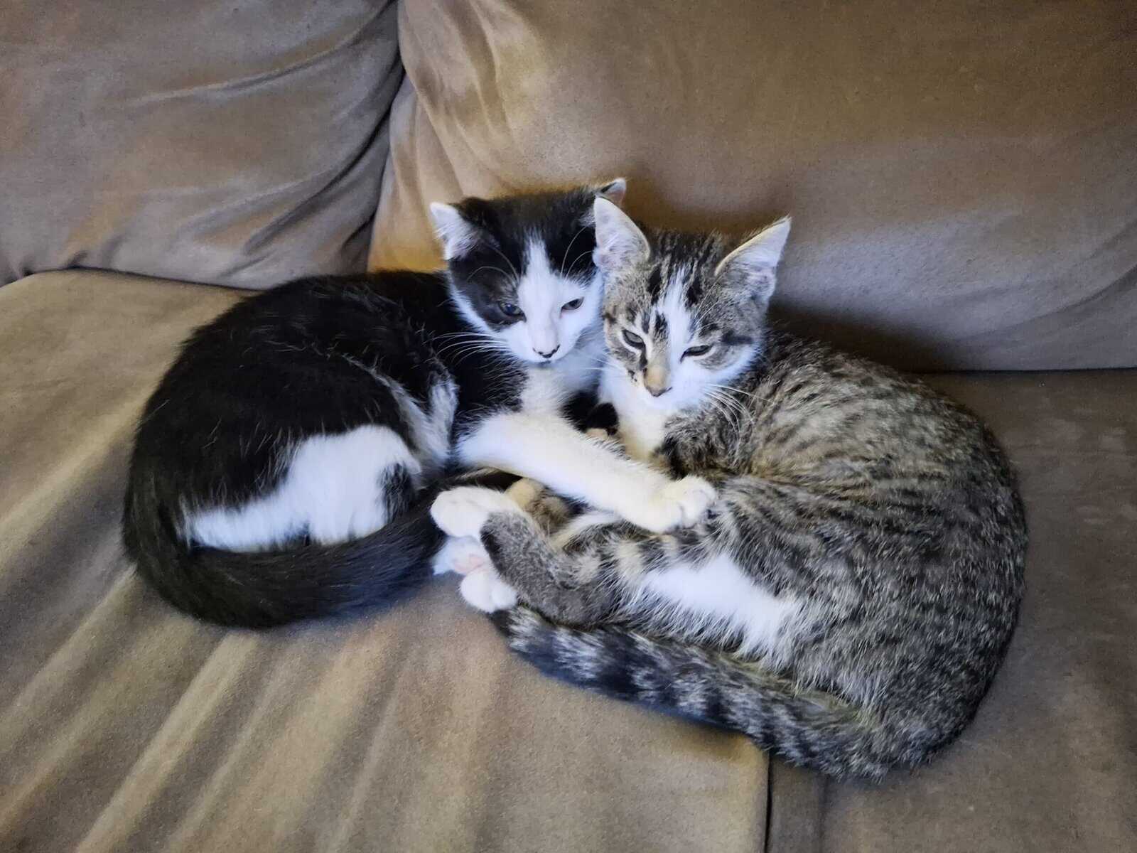 Beautiful Kittens image 5