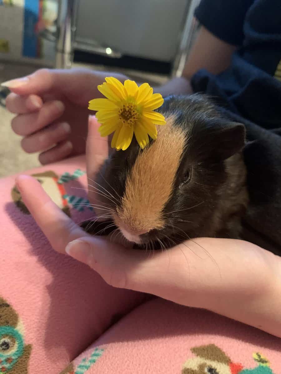 2 Male Guinea Pigs. image 3
