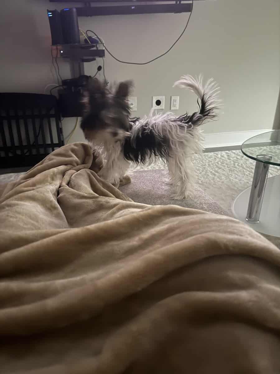 Biewer Yorkie image 2