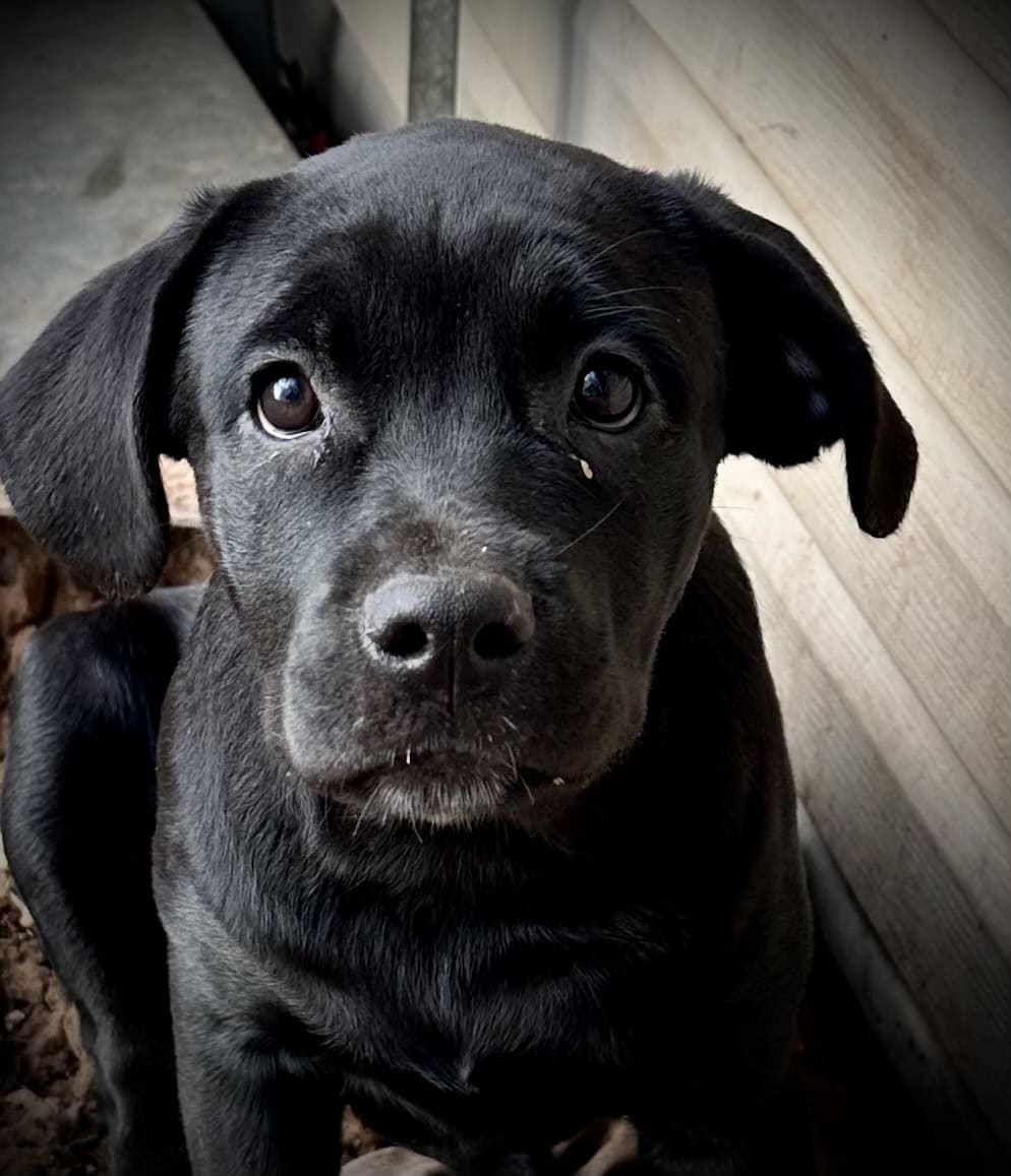 Rottie- Cane Corso Puppies image 5