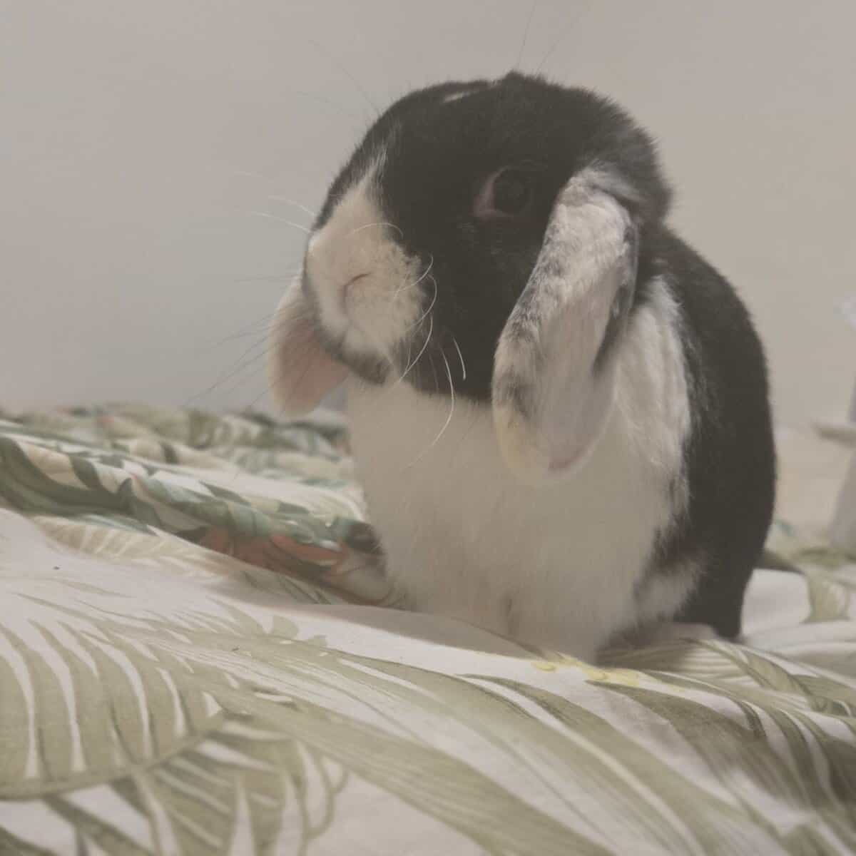 Zack, a Holland Lop Rabbit image 2