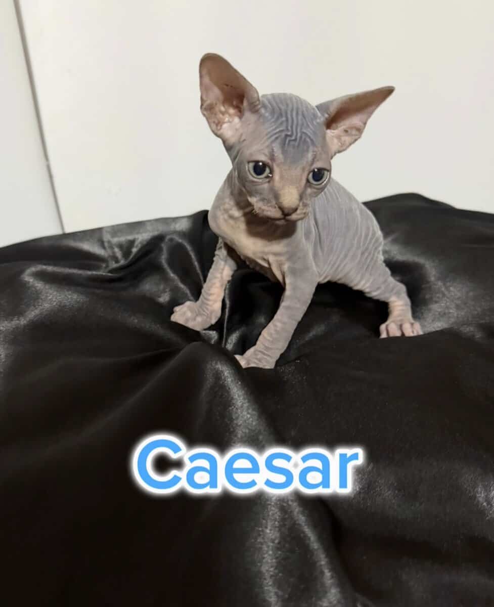 Sphynx Kittens Available – Healthy, Socialized, Re image 4