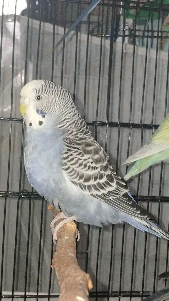 Nibbles - Greyish Mauve Budgie image 3