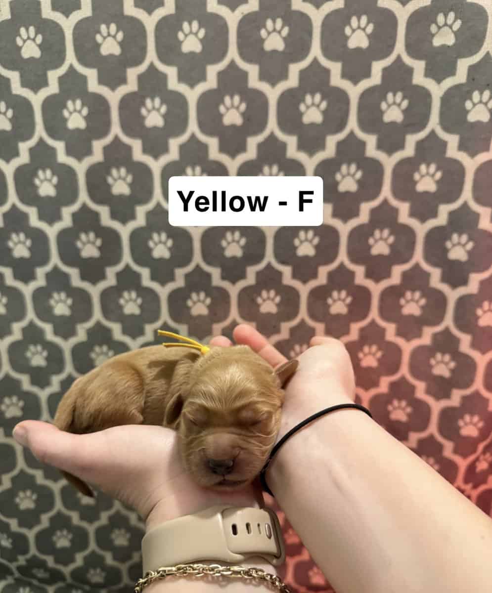 Golden Retriever Puppies image 1