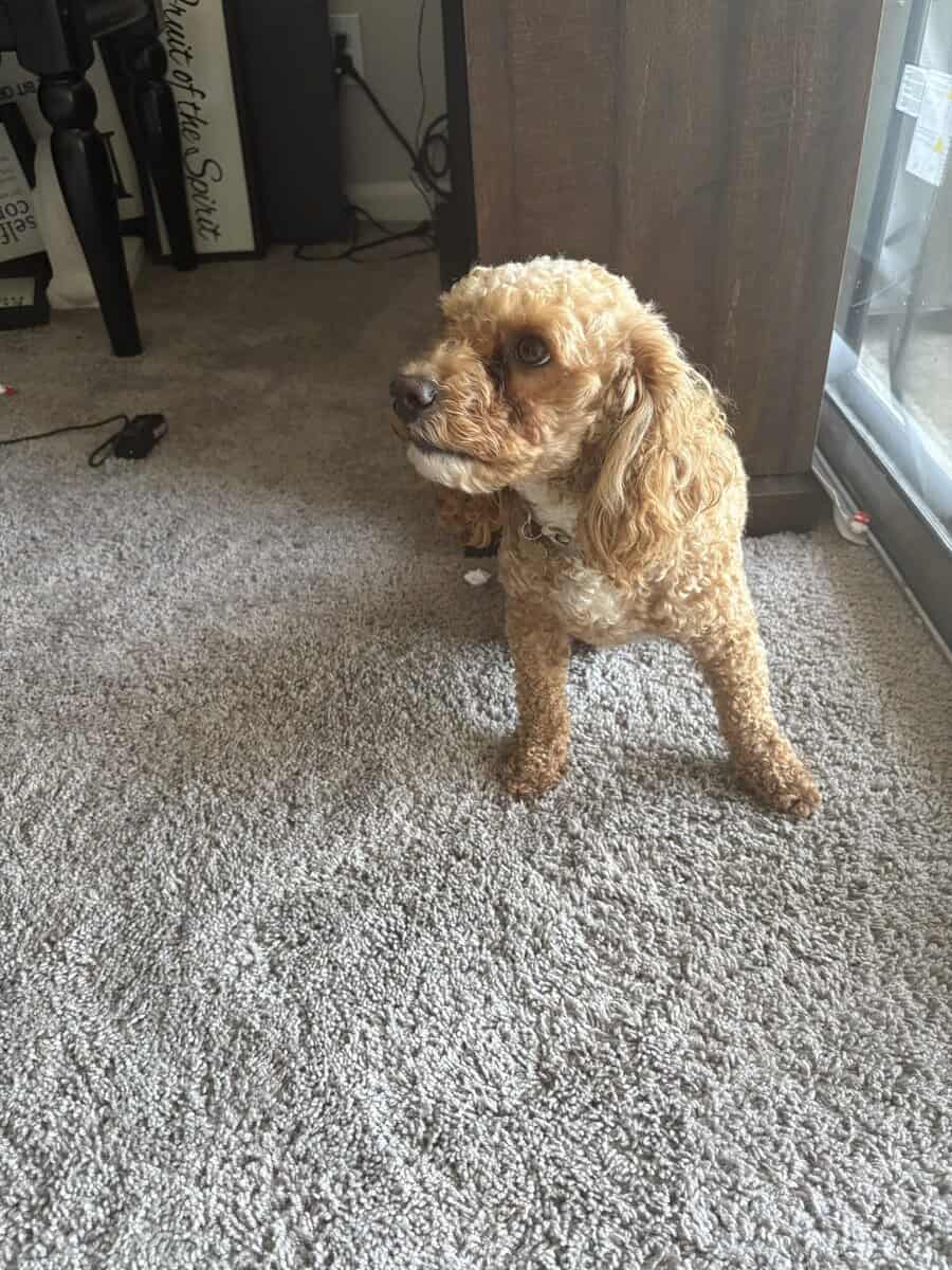 2 y/o Poodle. Bichon frise for rehoming image 5