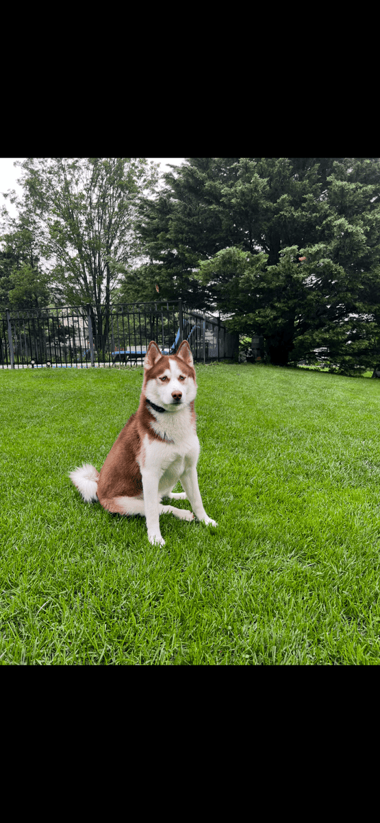 Purebred Siberian Husky – Blue Eyes – Excellent Co image 5