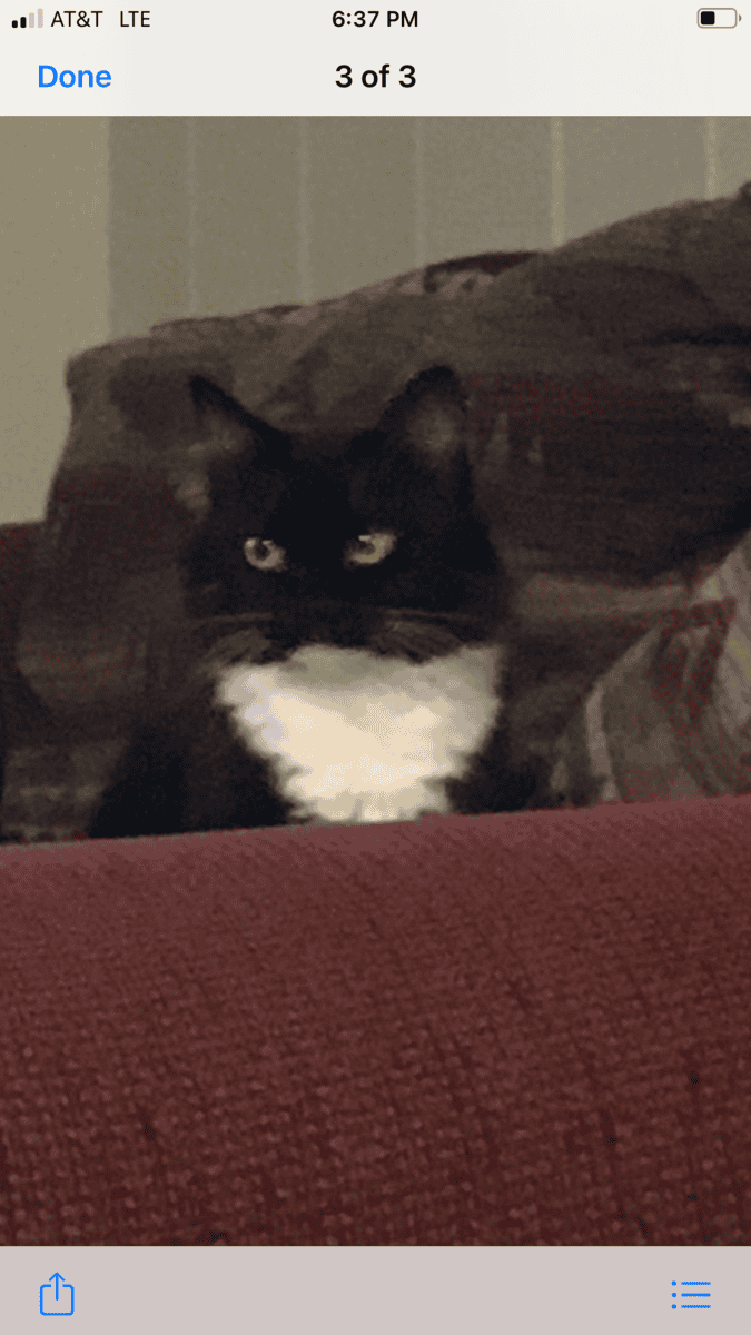 Sweet, Lazy Female Cat Needs a Home image 20